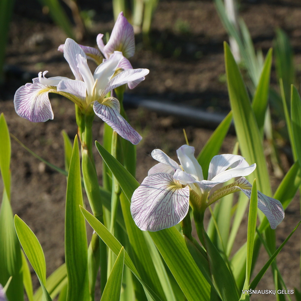 Iris versicolor 'Candystriper' (3)