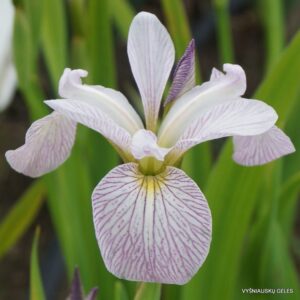 Iris versicolor 'Candystriper'