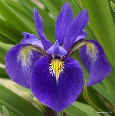 Iris virginica ‘Sumpfprinzessin’