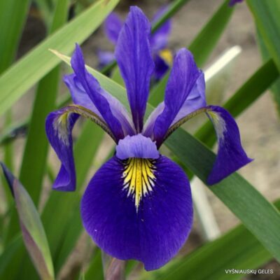 Iris virginica ‘Sumpfprinzessin’ (2)