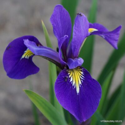 Iris virginica ‘Sumpfprinzessin’ (2)