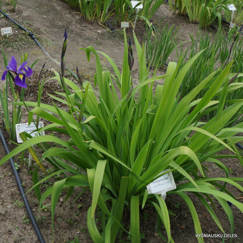 Iris virginica ‘Sumpfprinzessin’ (3)