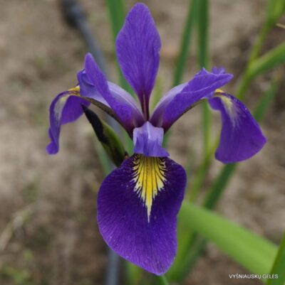 Iris virginica ‘Sumpfprinzessin’