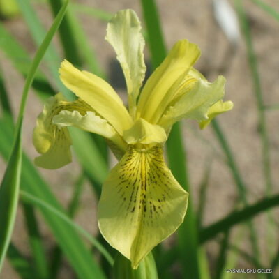 Iris wilsonii (2)