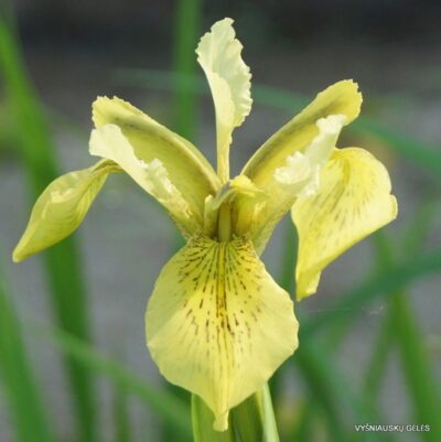 Iris wilsonii