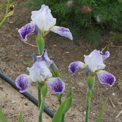 Iris × amoena (2)