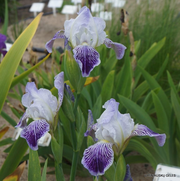 Iris × amoena (3)