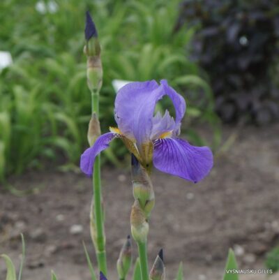 Iris × clusii (2)