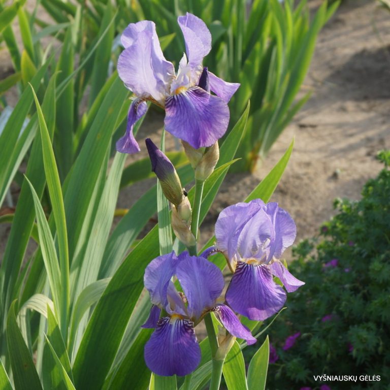 Iris × clusii (3)