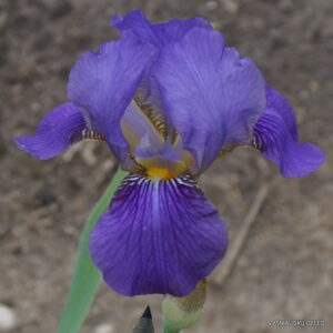 Iris × clusii