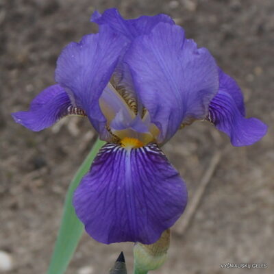 Iris × clusii