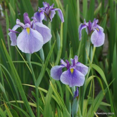 Iris × ensibirian ‘Common Denominator’ (2)