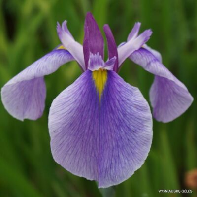 Iris × ensibirian ‘Common Denominator’