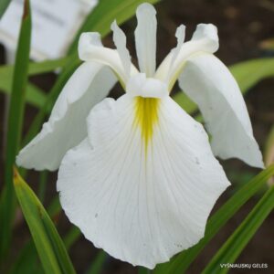 Iris × ensibirian ‘Ice Carving’