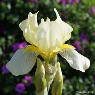 Iris × flavescens (2)