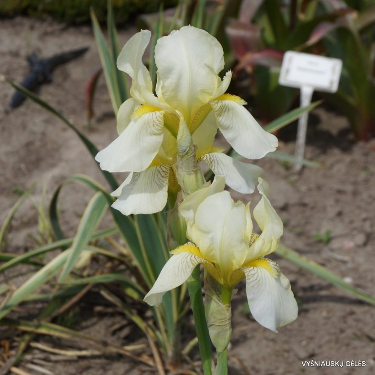 Iris × flavescens (3)