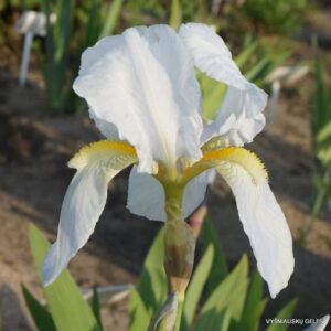 Iris × florentina (3)
