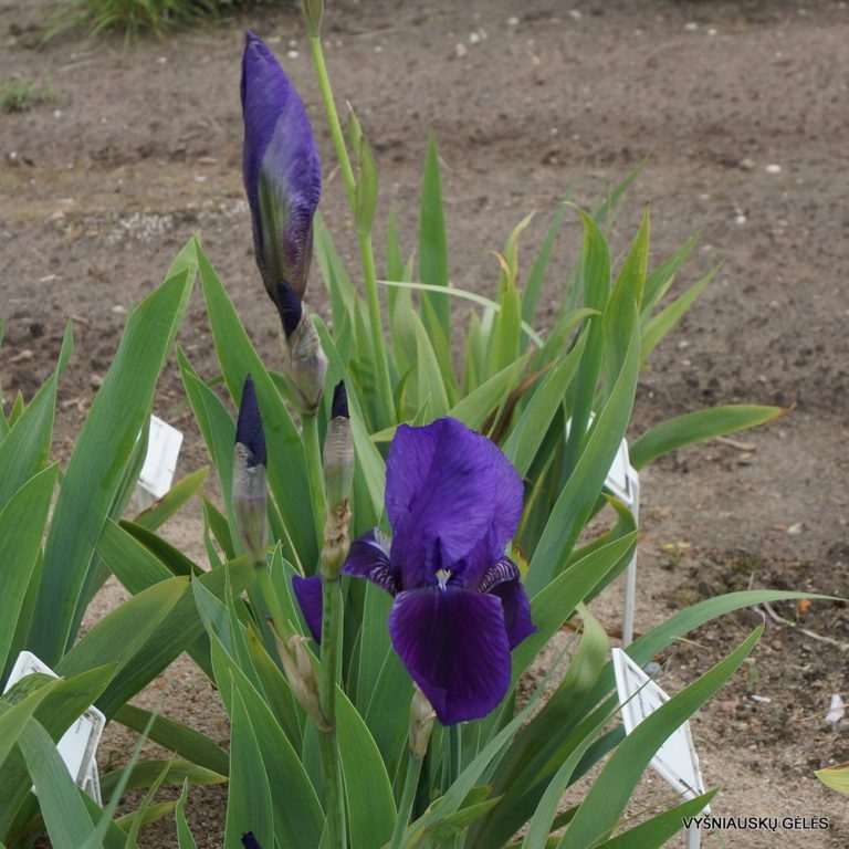 Iris × germanica var. kharput (3)