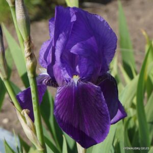 Iris × germanica var. kharput