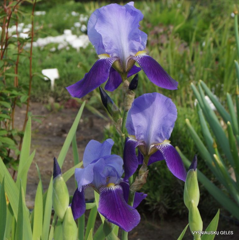 Iris × germanica var. macedonica (3)