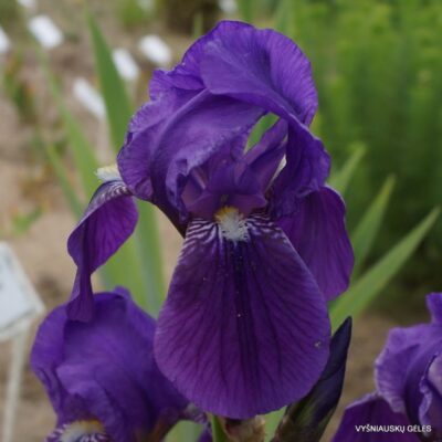 Iris × germanica var. nepalensis (2)