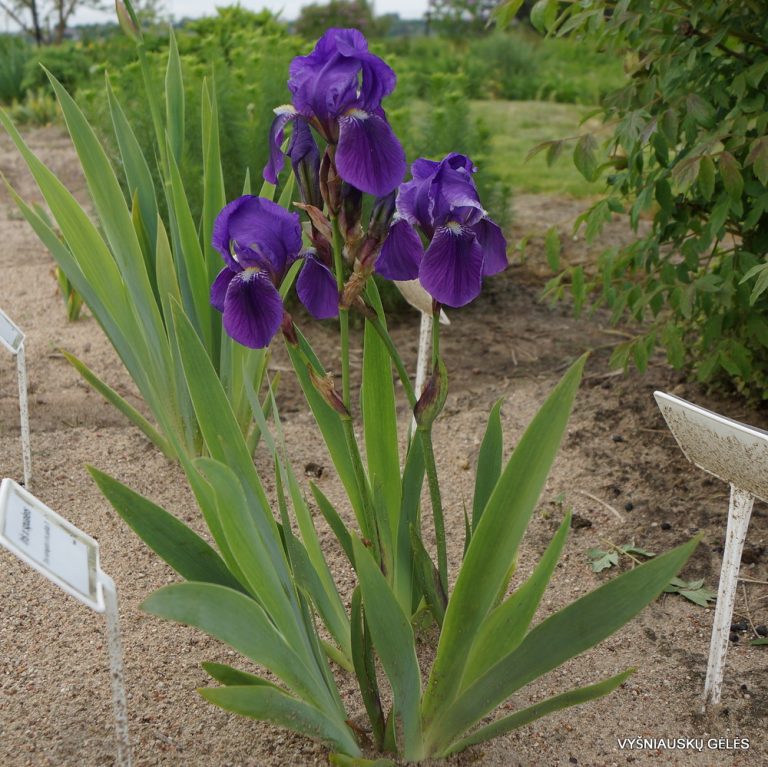 Iris × germanica var. nepalensis (3)