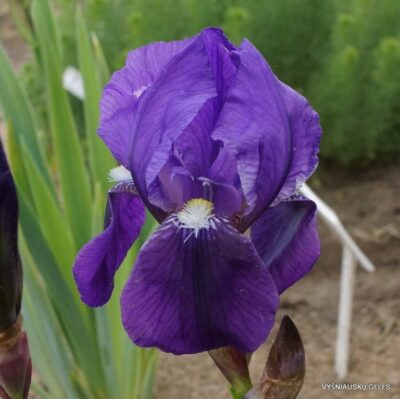 Iris × germanica var. nepalensis