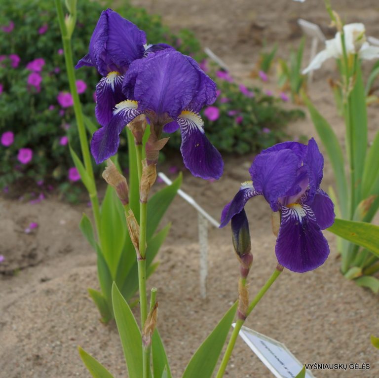 Iris × germanica var. spectabilis (3)