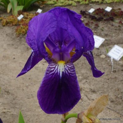 Iris × germanica var. spectabilis