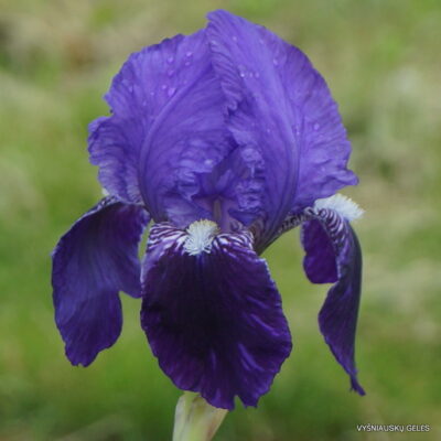 Iris × germanica var. vulgaris (2)