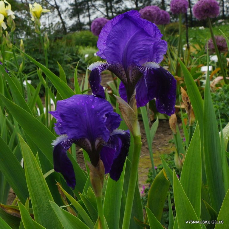 Iris × germanica var. vulgaris (3)