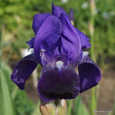 Iris × germanica var. vulgaris