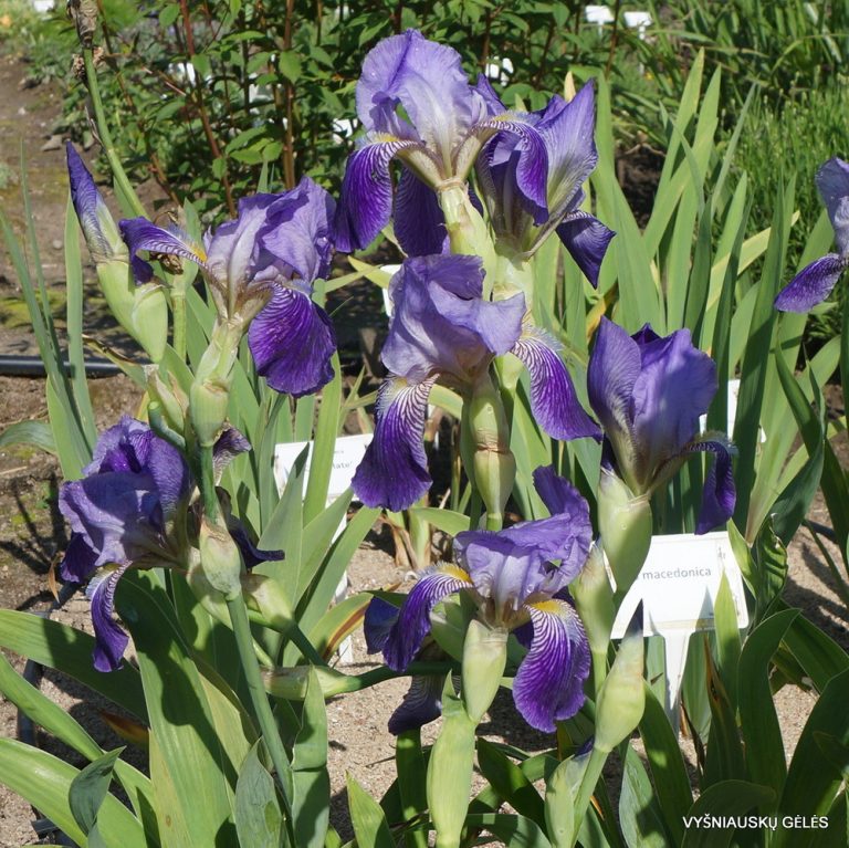 Iris × neglecta (3)
