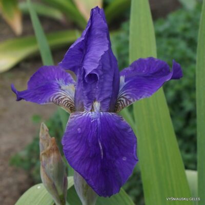 Iris × nyaradyana (2)