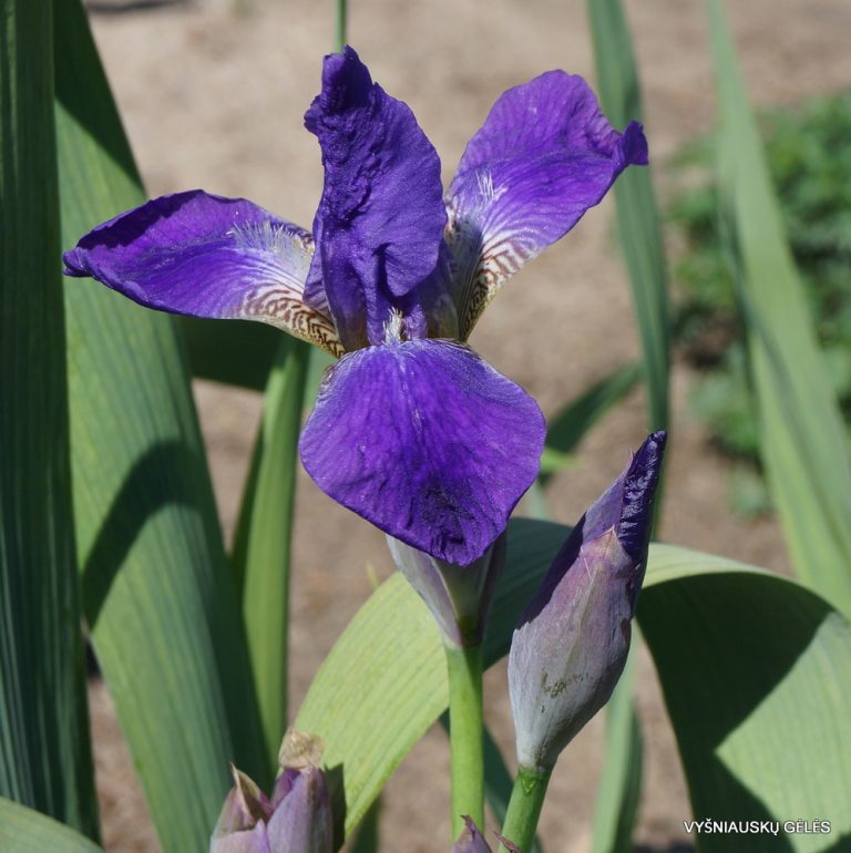 Iris × nyaradyana (3)
