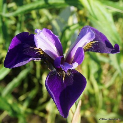 Iris × robusta ‘Do the Math’ (2)
