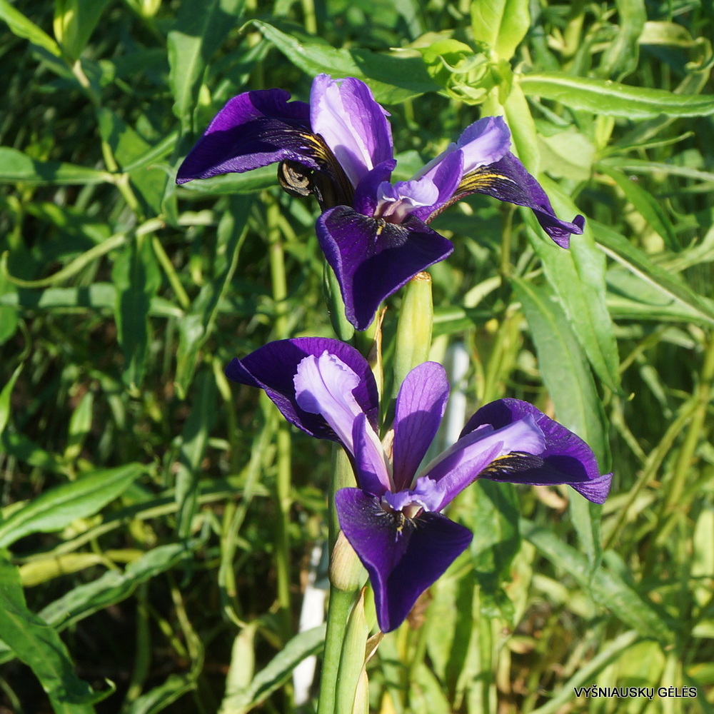Iris × robusta ‘Do the Math’ (3)