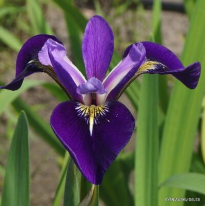 Iris × robusta ‘Do the Math’