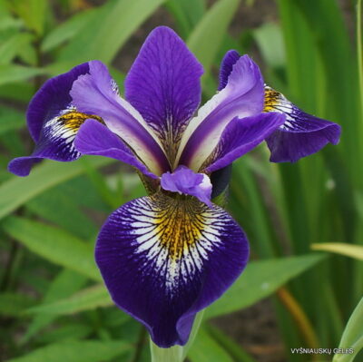 Iris × robusta ‘For Jay’