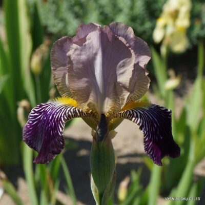 Iris × sambucina (2)