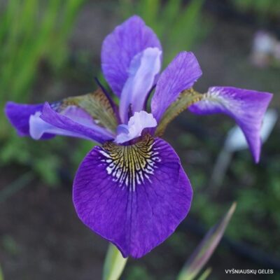 Iris × sibcolor ‘Aindling Libelle‘
