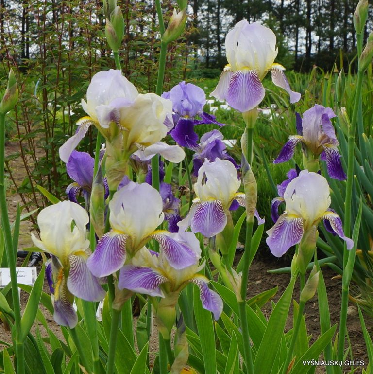 Iris × squalens (3)