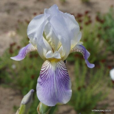 Iris × squalens