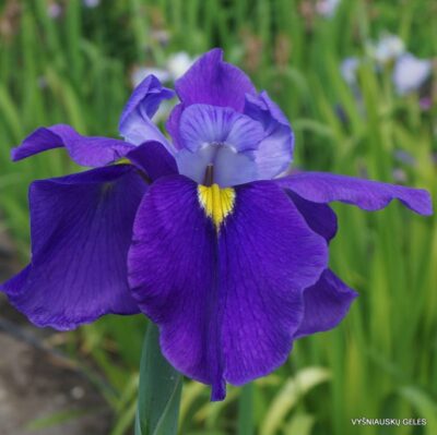 Iris × versata ‘Francis Cabot’ (2)