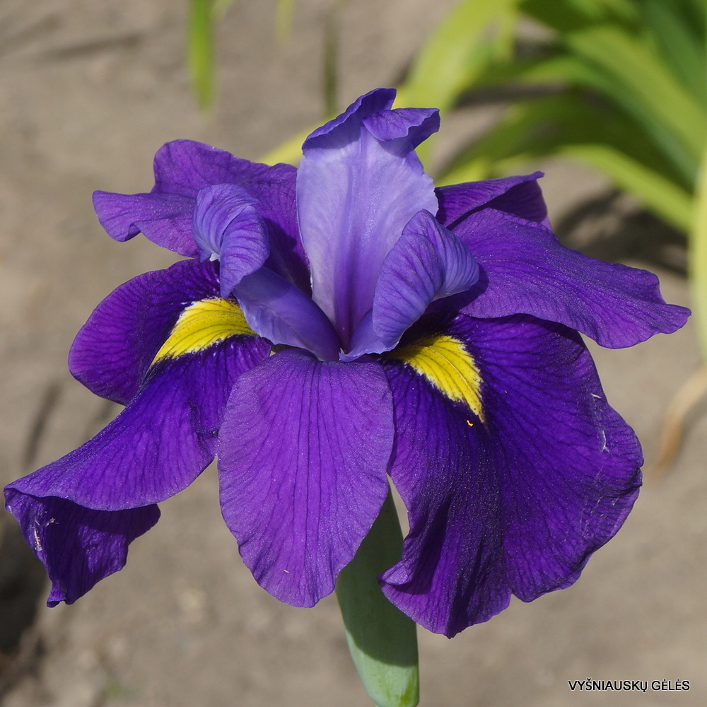Iris × versata ‘Francis Cabot’ (3)
