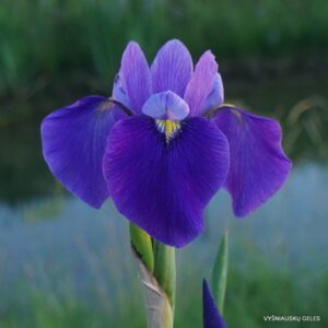 Iris × versata ‘Step In’