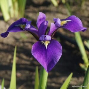 Iris × versilaev ‘Starting Versi-Laev’