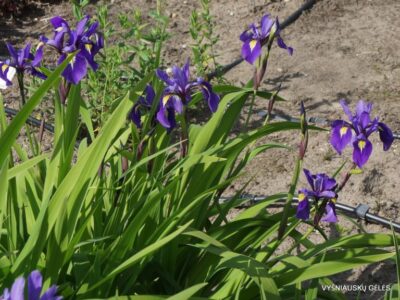 Iris × versitosa ‘Bluebird Fountain’ (2)