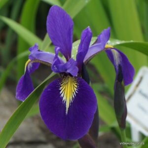 Iris × versitosa ‘Bluebird Fountain’
