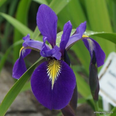 Iris × versitosa ‘Bluebird Fountain’